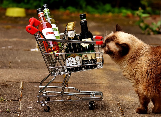 shopping für katzenfreunde