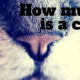 how much does a cat cost?