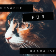 katze haarausfall