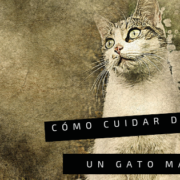 cuidar GATO MAYOR